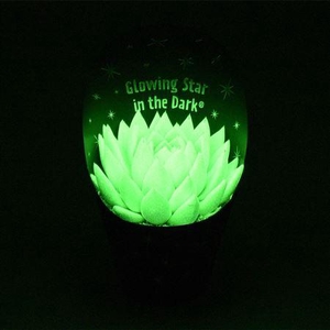 Echeveria glow in the dark