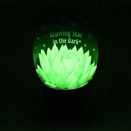 <h4>Echeveria glow in the dark</h4>