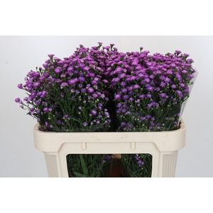 Aster Baby Pink