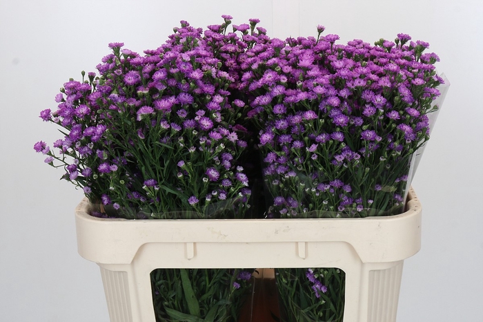 Aster Baby Pink