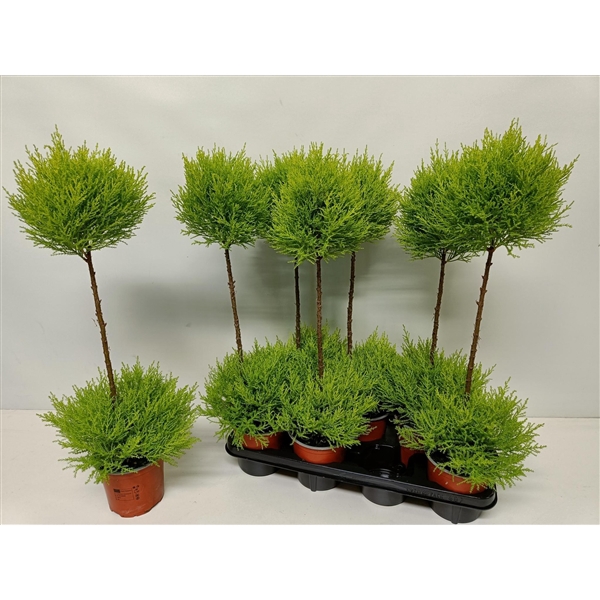 <h4>Cupressus 'Goldcrest Wilma' duoboule</h4>