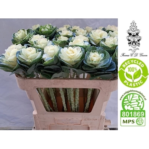 Brassica White Crane CD Groen