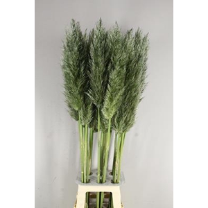 Cortaderia Selloana Mos Green