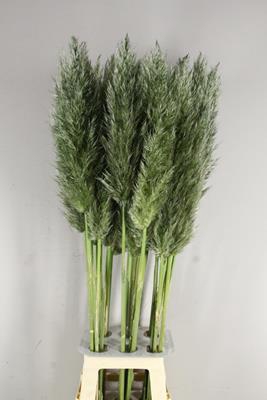 Cortaderia Selloana Mos Green