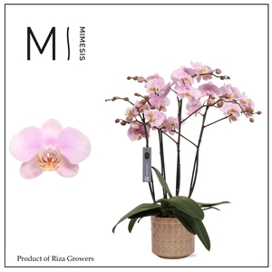 Phalaenopsis Marvellous Light Pink 50+ – 17cm in Stian Soft Jade | Mimesis