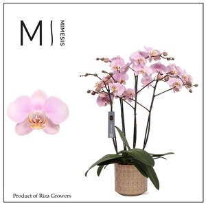 Phalaenopsis Marvellous Light Pink 50+ – 17cm in Stian Soft Jade | Mimesis