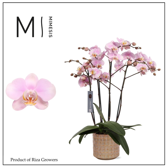 <h4>Phalaenopsis Marvellous Light Pink 50+ – 17cm in Stian Soft Jade | Mimesis</h4>