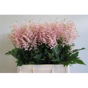 Astilbe Europa 60cm