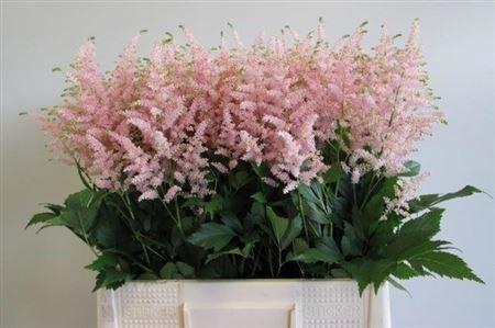 <h4>Astilbe Ja Europa</h4>