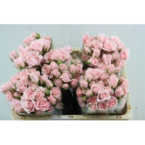 R Tr Pink Majolica (t)