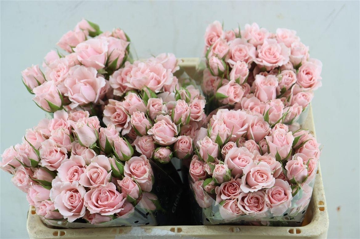 <h4>R Tr Pink Majolica (t)</h4>