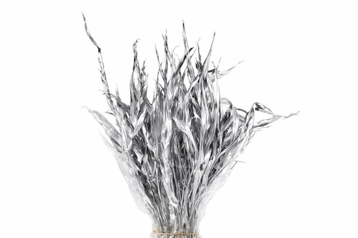 Dried Strelitziablad Silver P Stem