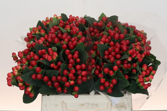 <h4>Hypericum True Romance</h4>