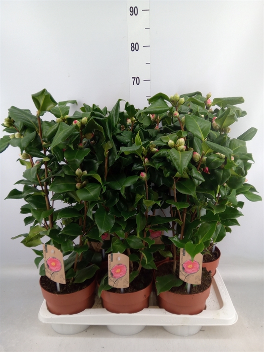 <h4>Camellia japonica 'Dr King'</h4>