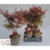 Acer Pa Atropurpureu