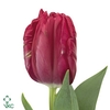 Tulipa pa cerise parrot