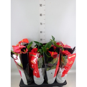 Anthurium   ...mix
