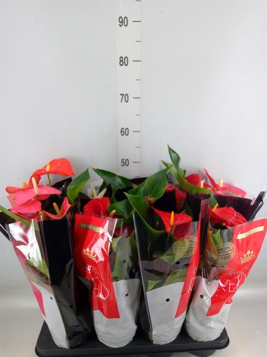 <h4>Anthurium   ...mix</h4>