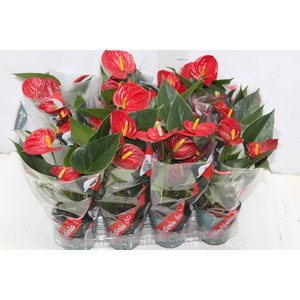 ANTHURIUM RED SUCCESS P09