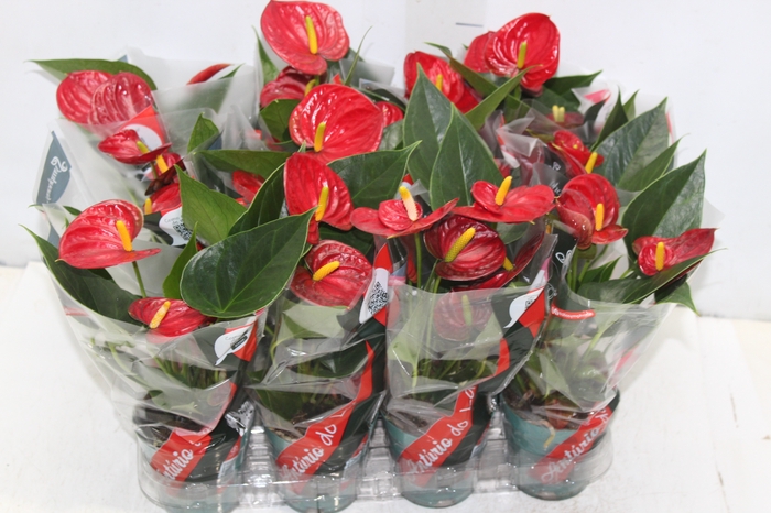 <h4>ANTHURIUM RED SUCCESS P09</h4>