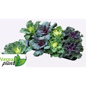 BRASSICA (SIERKOOL)