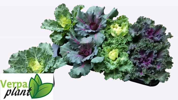 <h4>BRASSICA (SIERKOOL)</h4>