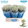 Veron Smart Wave Spray