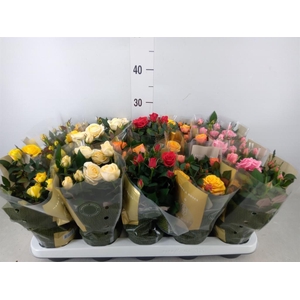 Rosa  'Kordana Grande'   ...mix