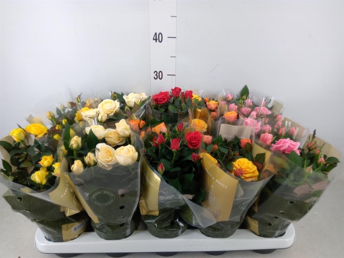 <h4>Rosa  'Kordana Grande'   ...mix</h4>