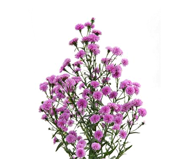 ASTER DOBRADO ROSA 070 CM