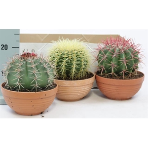 CACTUS OV
