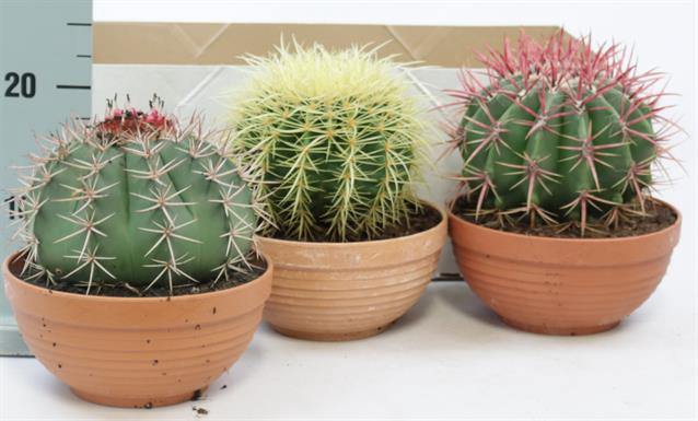 <h4>CACTUS OV</h4>