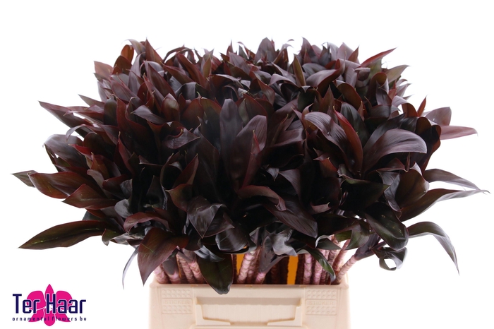 <h4>DRAC FR COMPACTA</h4>