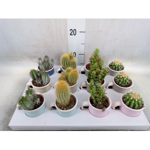 Cactus   ...mix