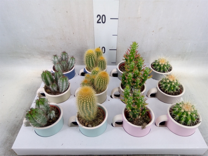 <h4>Cactus   ...mix</h4>