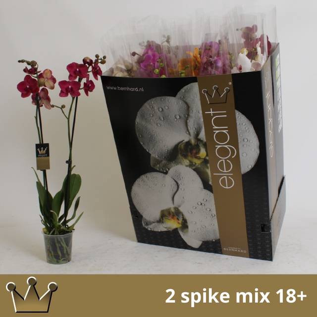 <h4>PHAL GEM 8 KL</h4>