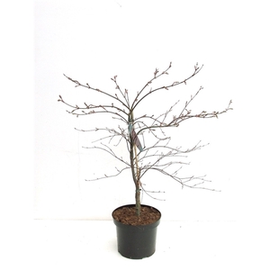 Acer palmatum 'Garnet' P26 Full CC