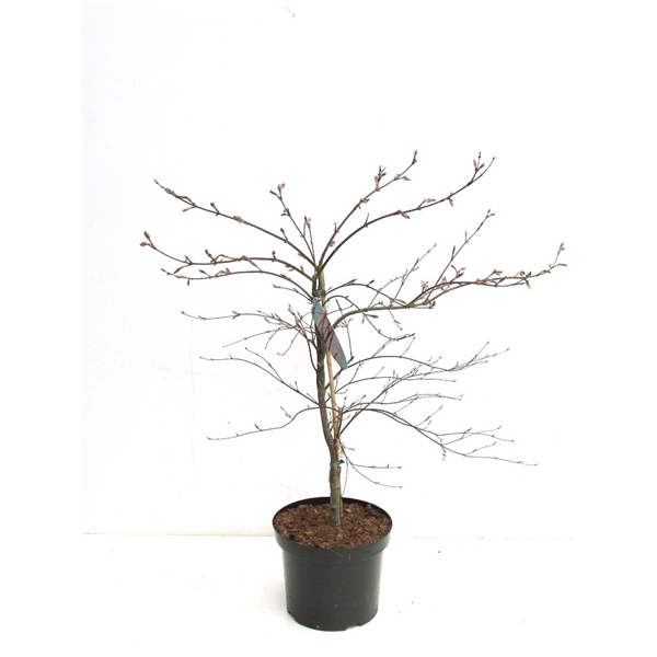 <h4>Acer palmatum 'Garnet' P26</h4>