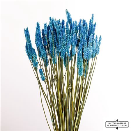 <h4>Dried Celosia Dark Blue Bunch Slv</h4>