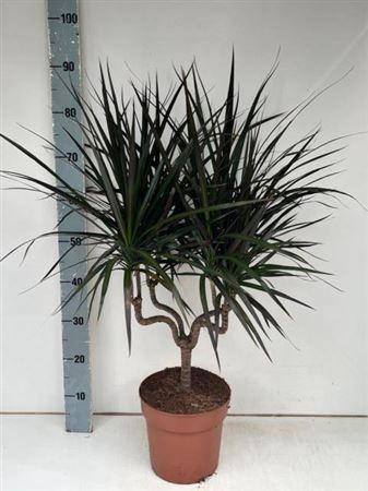 Dra Marg Magenta Candlestick