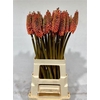 Kniphofia Alcazar
