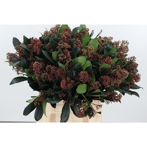 Skimmia Rubella
