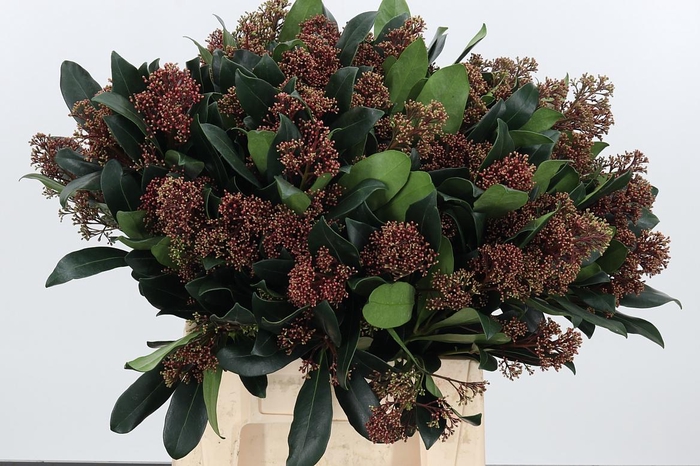 <h4>Skimmia Rubella</h4>