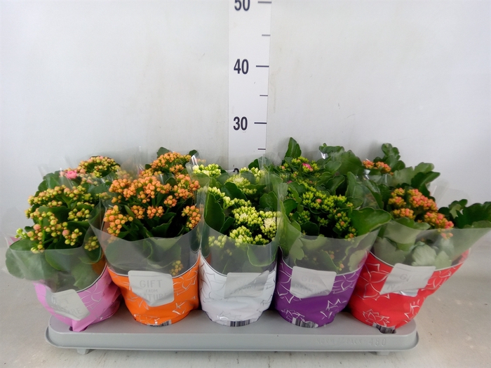 <h4>Kalanchoe blos. 'Perfecta'  ..mix 5</h4>