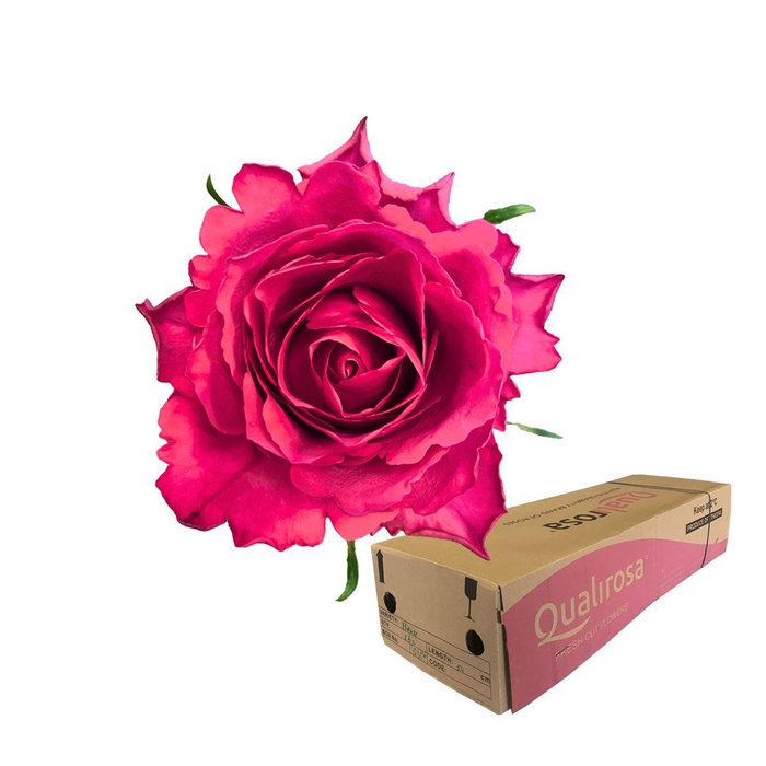 <h4>R Gr Madam Cerise -in box</h4>