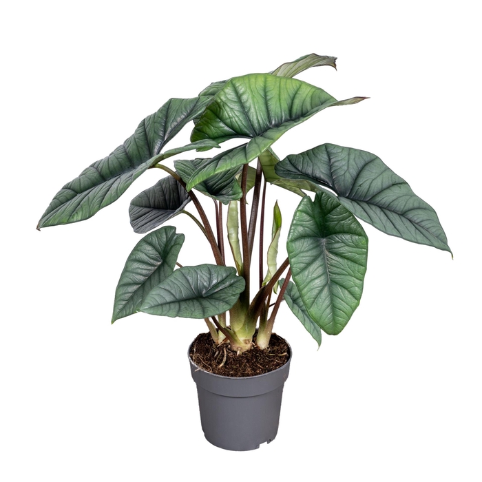 <h4>Alocasia Platinum 14cm</h4>