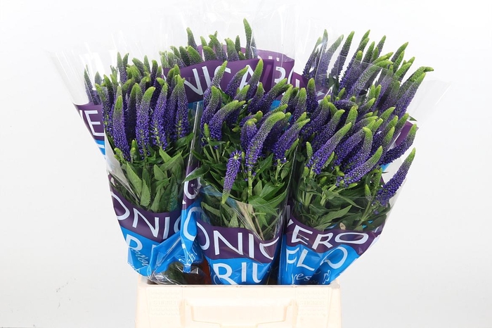 <h4>Veron Smart Navy</h4>