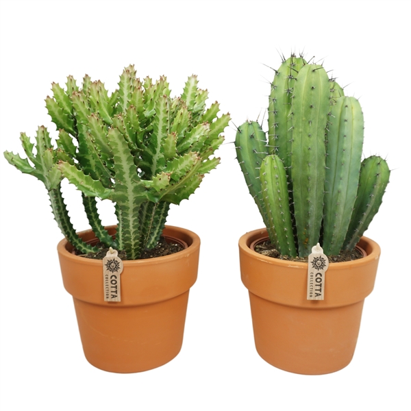 <h4>Cactus mix in 25 cm 'Terracotta Kraagpot'</h4>