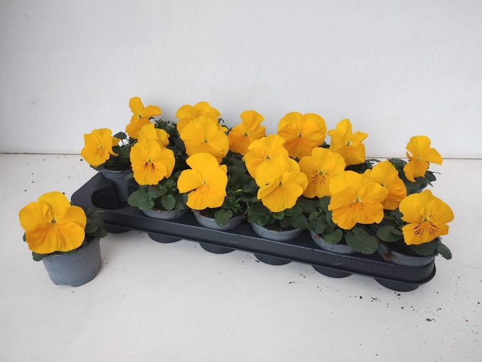 <h4>VIO WI DEL PUR YELLO</h4>