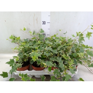 Hedera helix 'Eva'